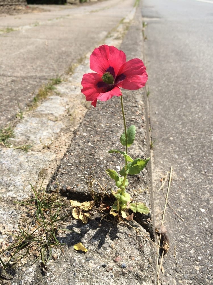 Pavement Poppy
