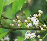 https://commons.wikimedia.org/wiki/File:Ilex_opaca_American_holly_flowers.jpg